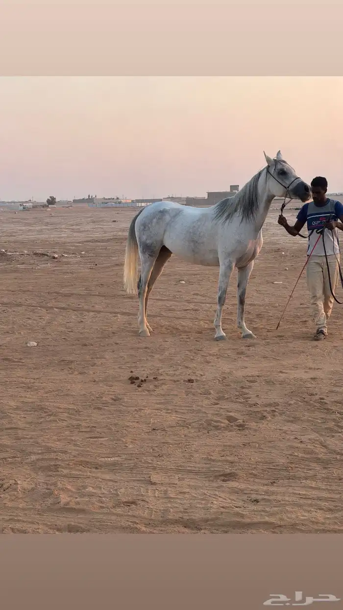 افراس للبيع 1