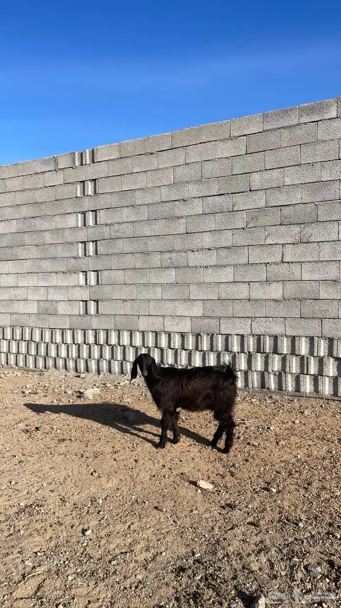 جفره ذبيحه جذعه 0