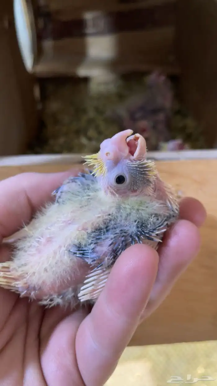 فرخ كروان صغير 1