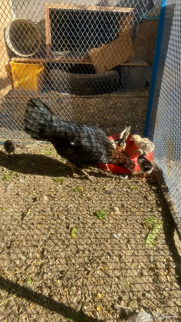 امهات فروخ وحده معها 8 وثانيه معها 4 وباقي بيض مافقس 3