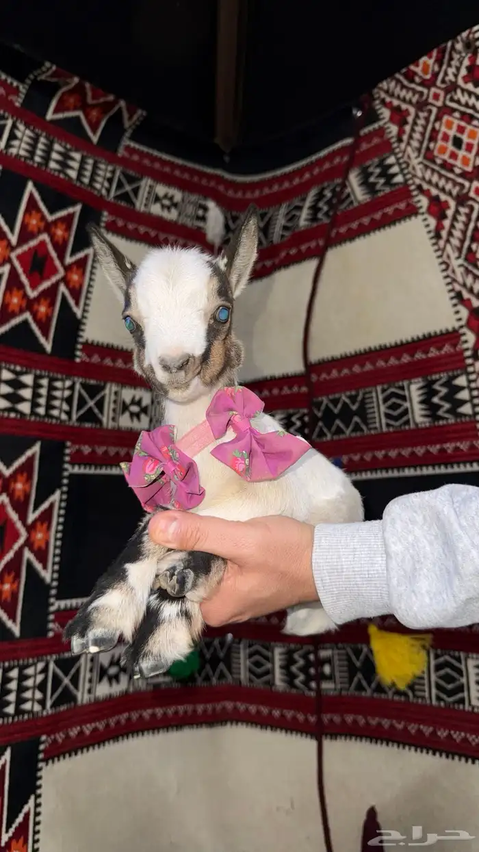 تيوس قزميه تشيكيه 2