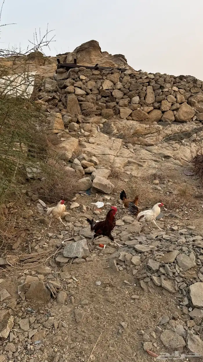 ديوكة بلدي 3