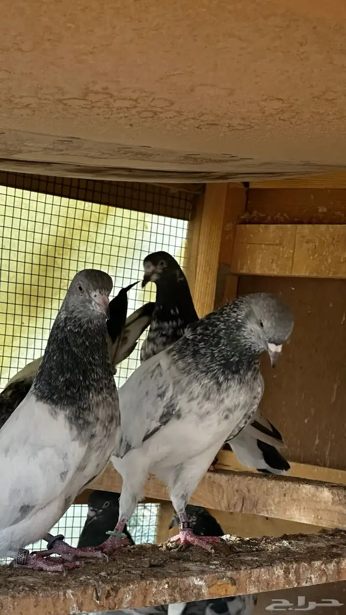 عشه حمام هندي 11 جوز منتج 1