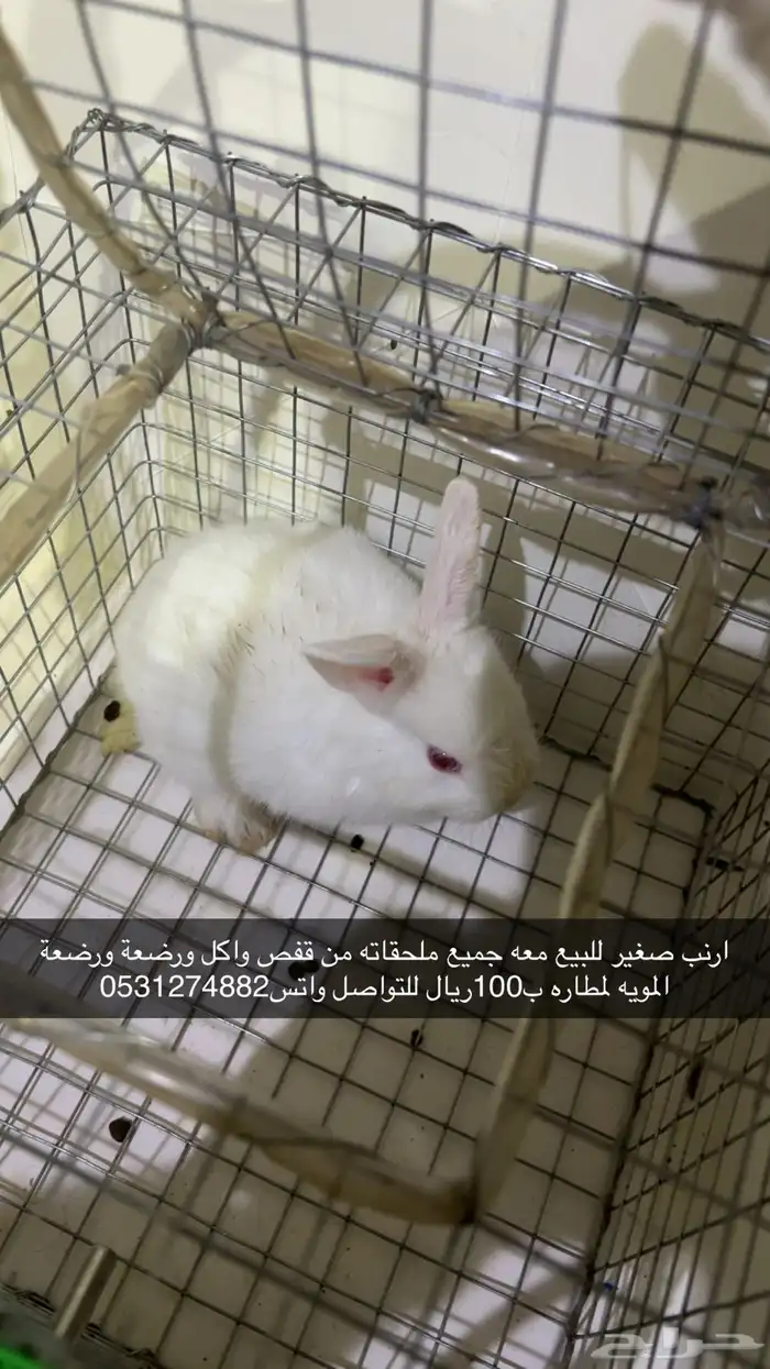 ارنب صغير 0