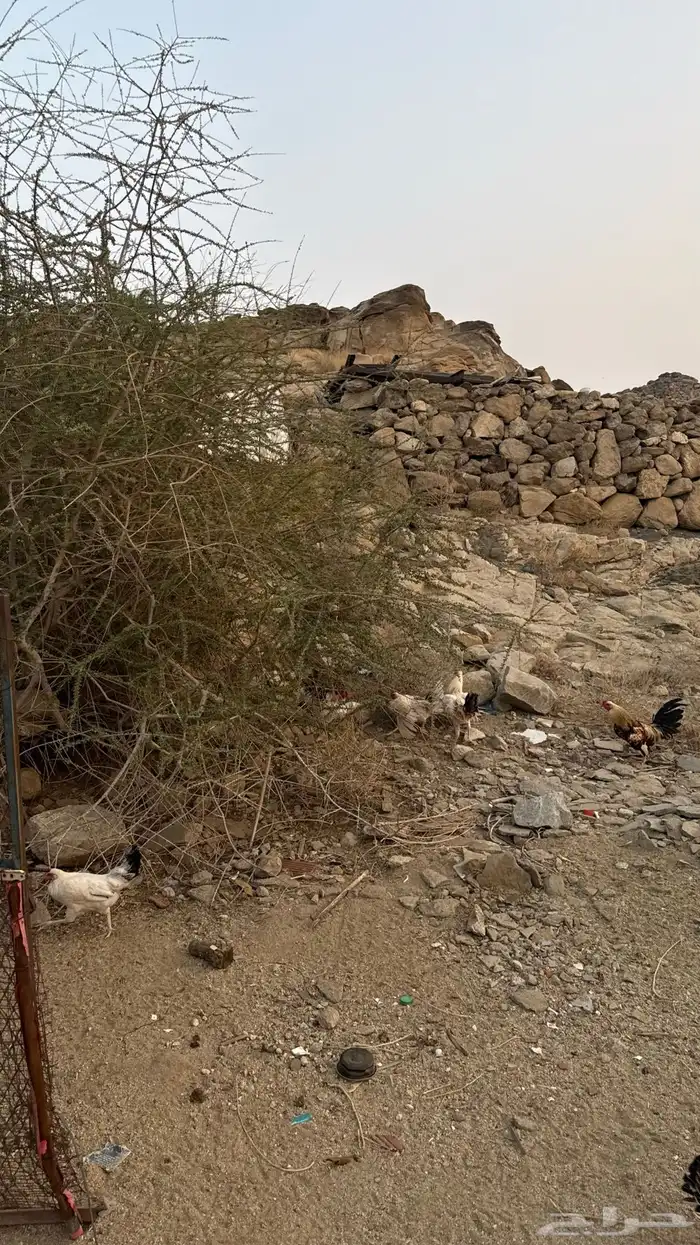 ديوكة بلدي 6