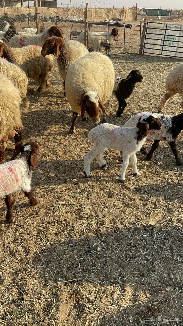 للبيع غنم نعيم مطافيل 7