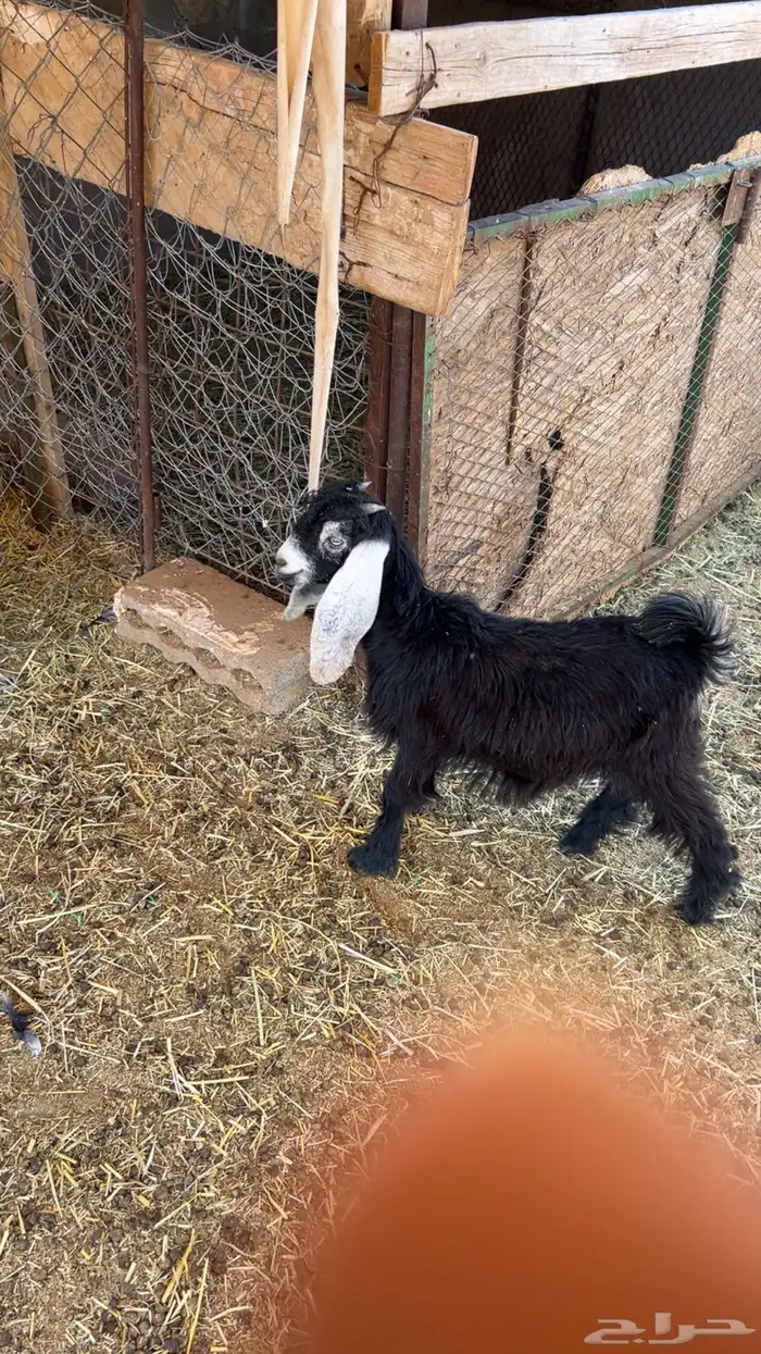 جفره مندي شهرين 0