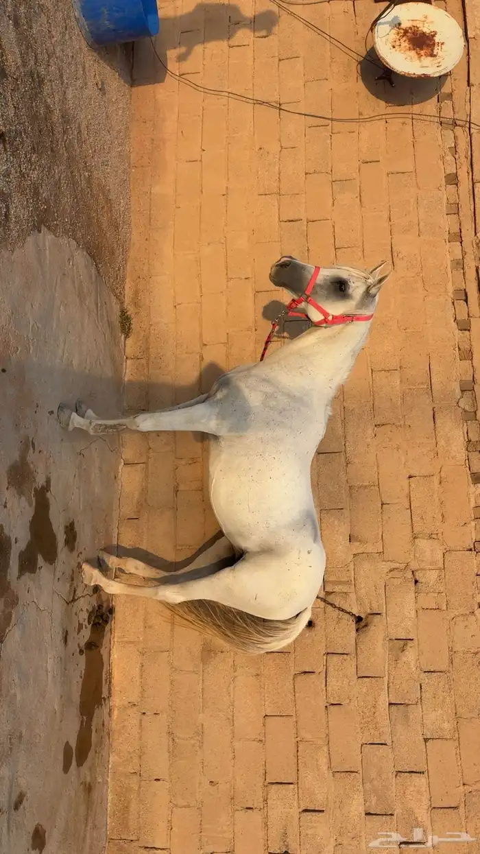 للبيع فرس محققه تحمل معها مهره 0