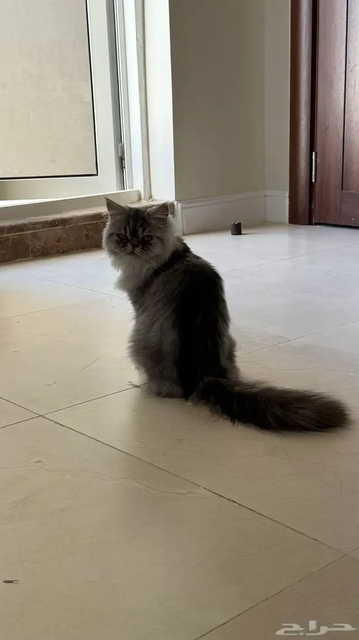 قط شيرازي العمر سنه 3