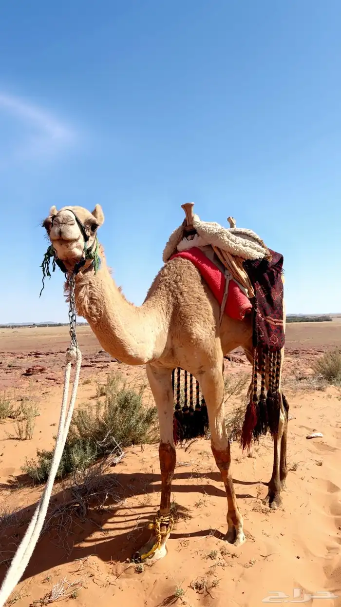 السلام عليكم ورحمة الله وبركاته مشاءالله افلح من ذكر الله 0