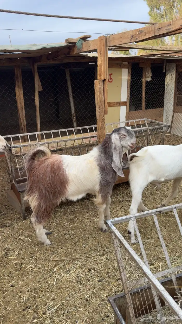 تيوس هولنديه 0