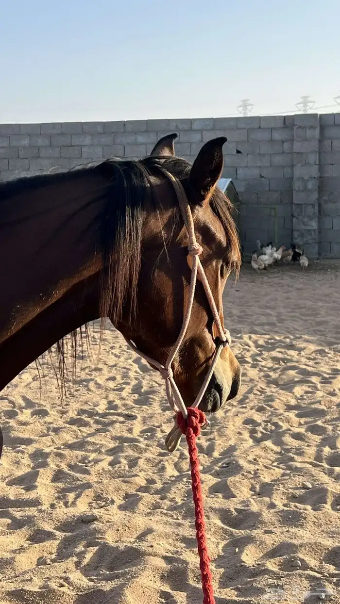 تدريب خيول 2