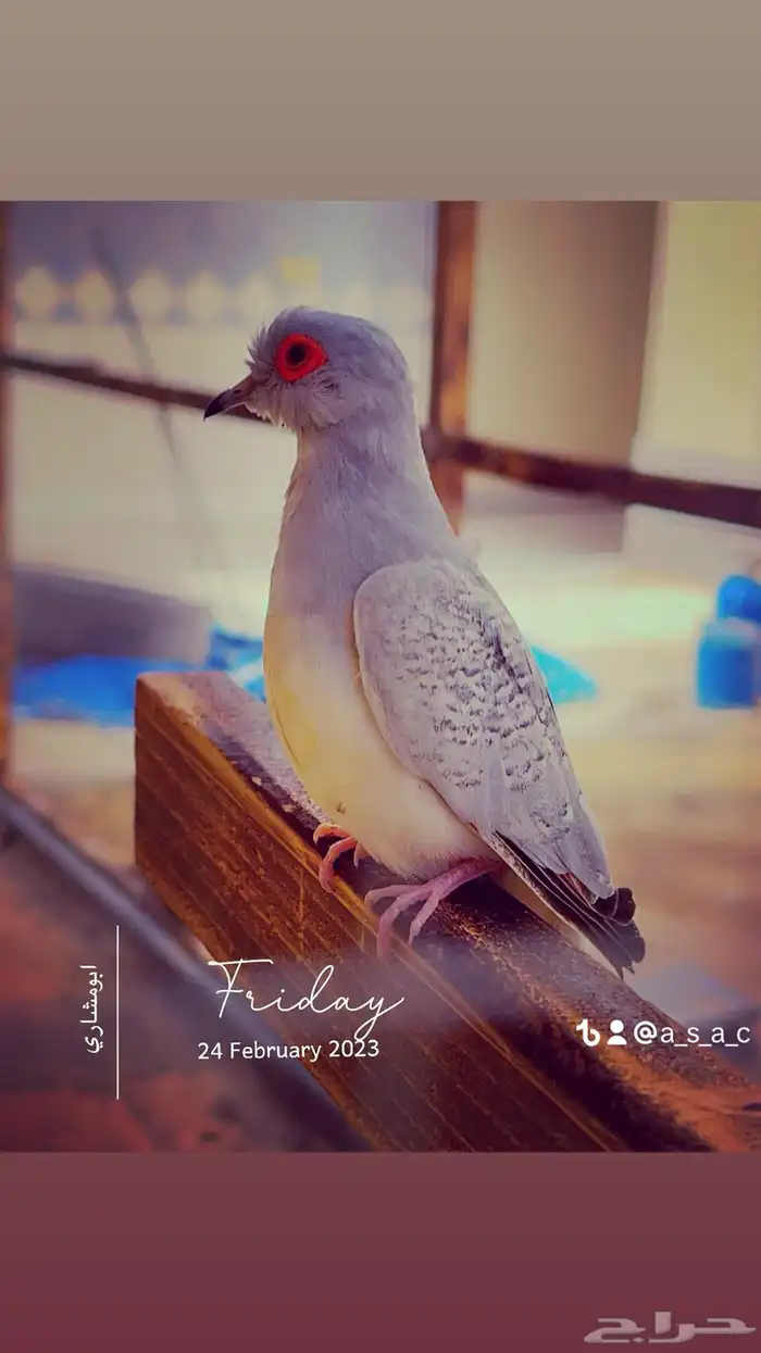 حمام يمام ماسي ملكي 12