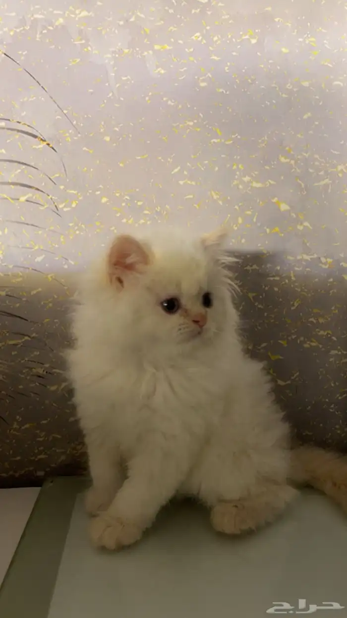 قطه للبيع 2