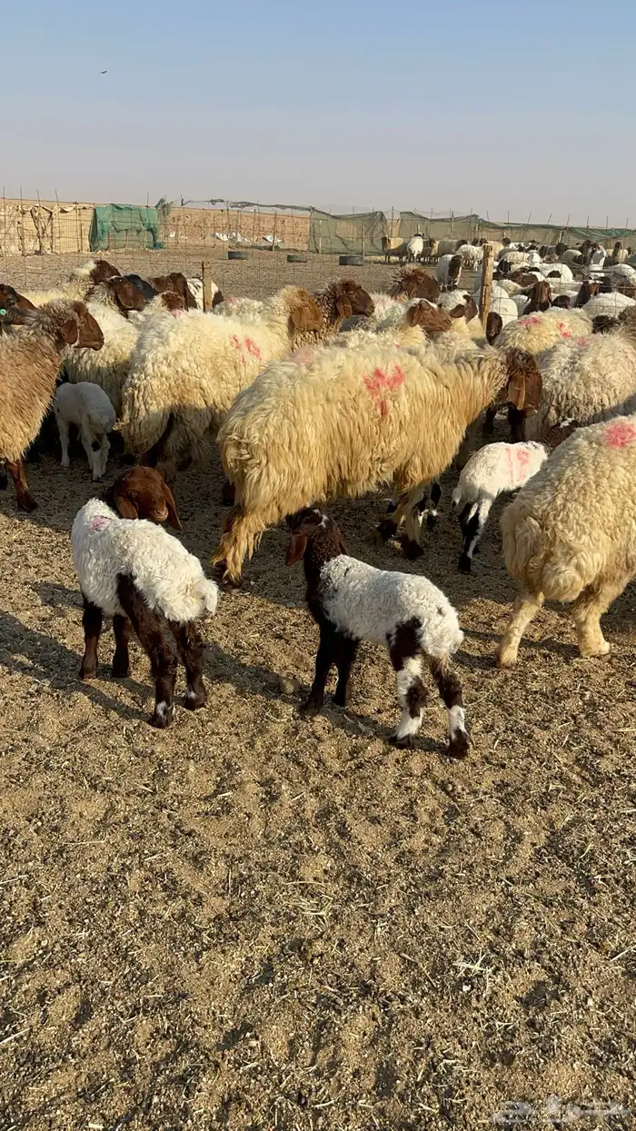 للبيع غنم نعيم مطافيل 0