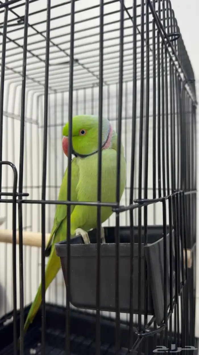 ببغاء دره متكلم اليف العمر سنه 0