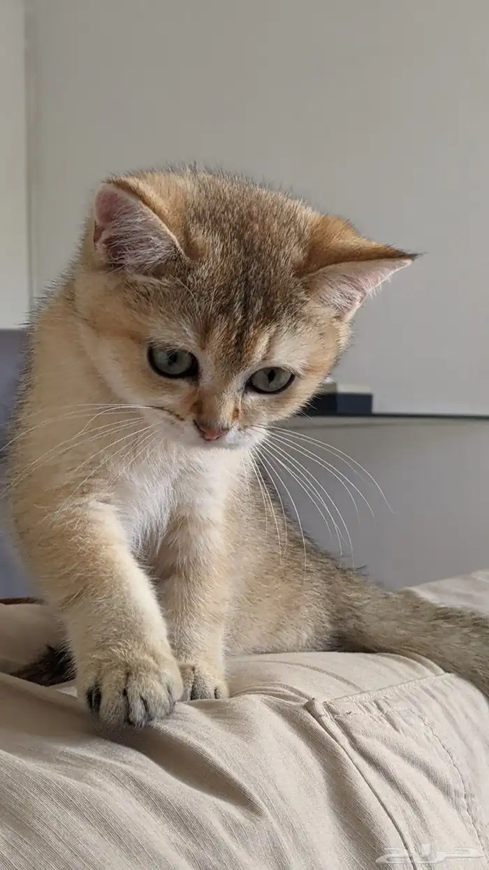 قطه سكوتش ستريت للبيع ب500 0