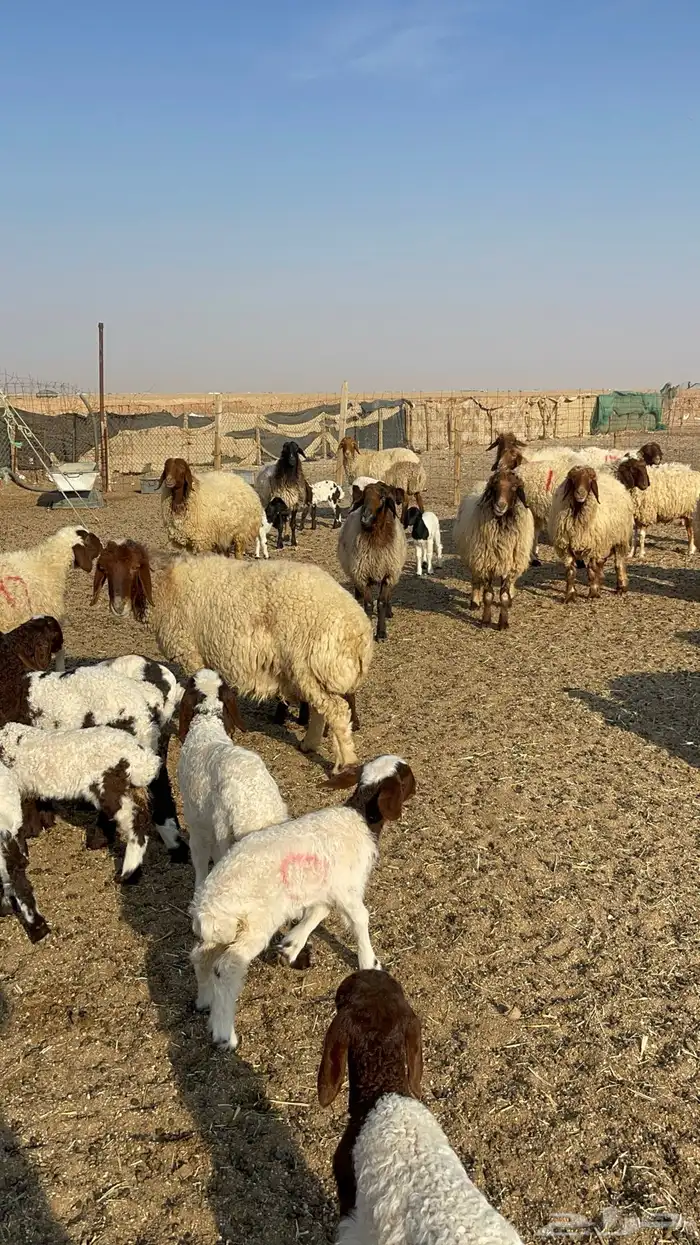 للبيع غنم نعيم مطافيل 10