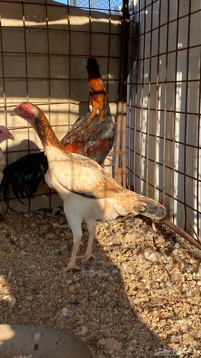 ديك ودجاجه شامو ياباني 0