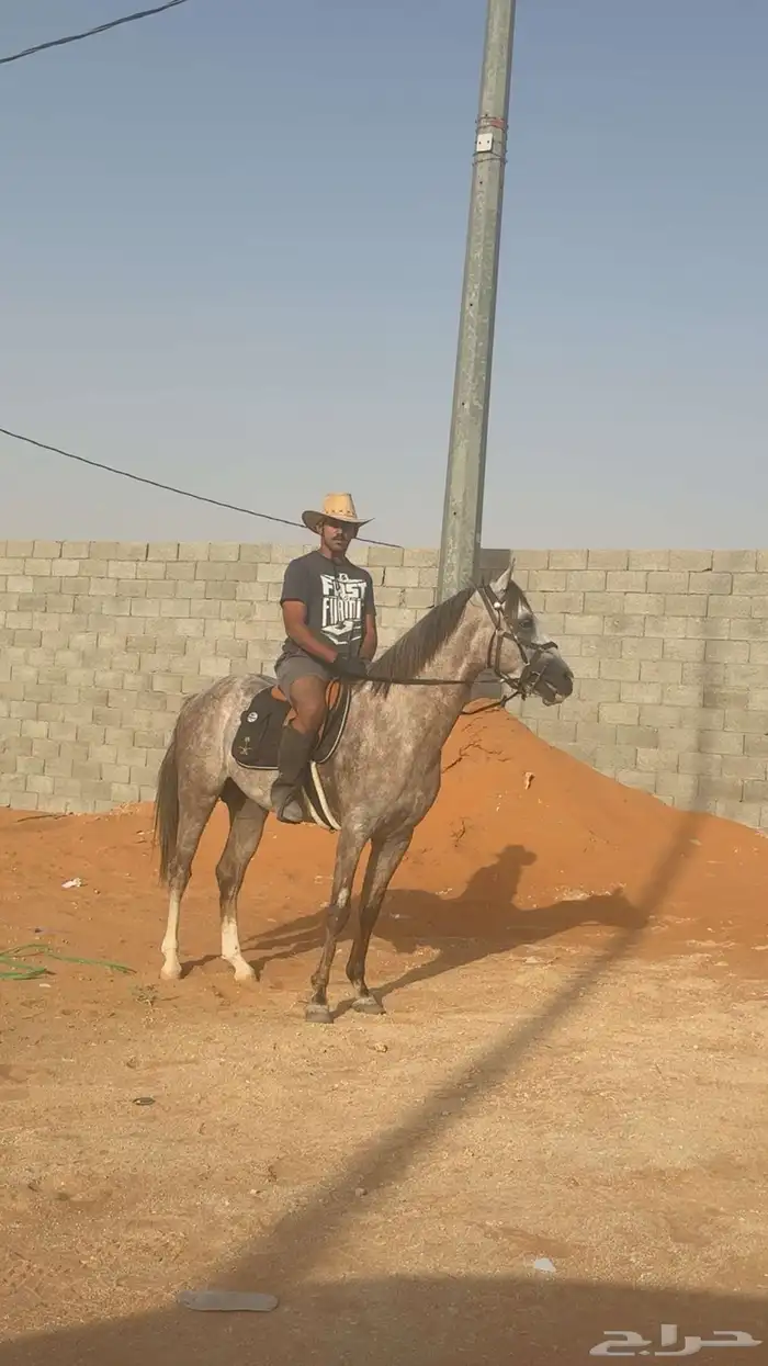 حصان صرعة عربي اصيل ابن مستند الخالدية 23