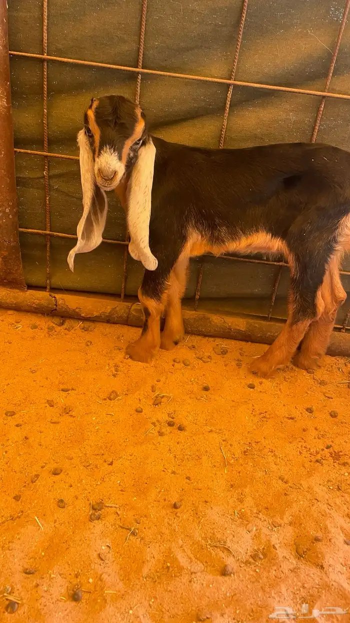 تيوس دواغير 0