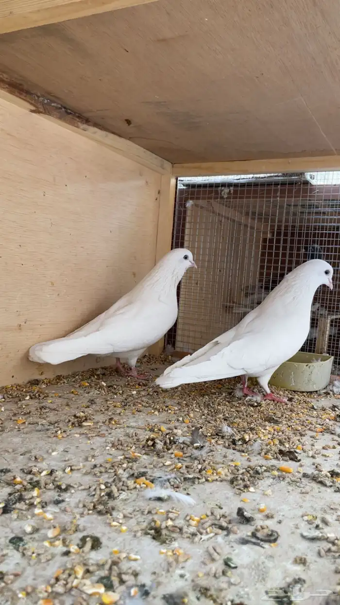 حمام ساندرا باكستاني 2