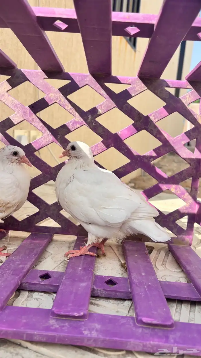 زغاليل فاخره 3