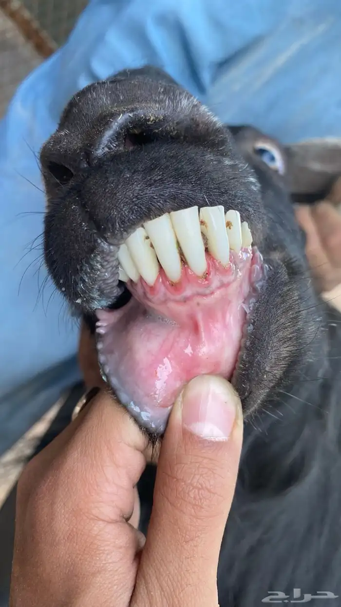 تيس فحل صنف حار شرط القريع 2