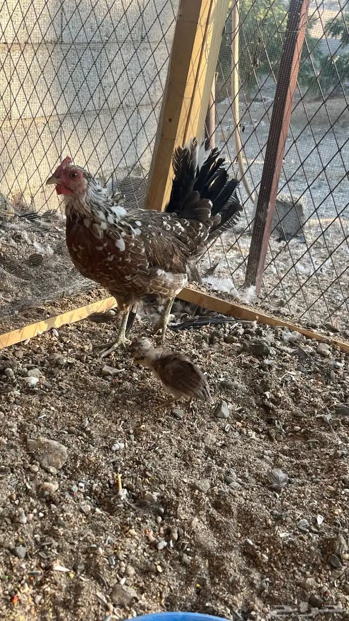 دجاج ماكنتوش 1