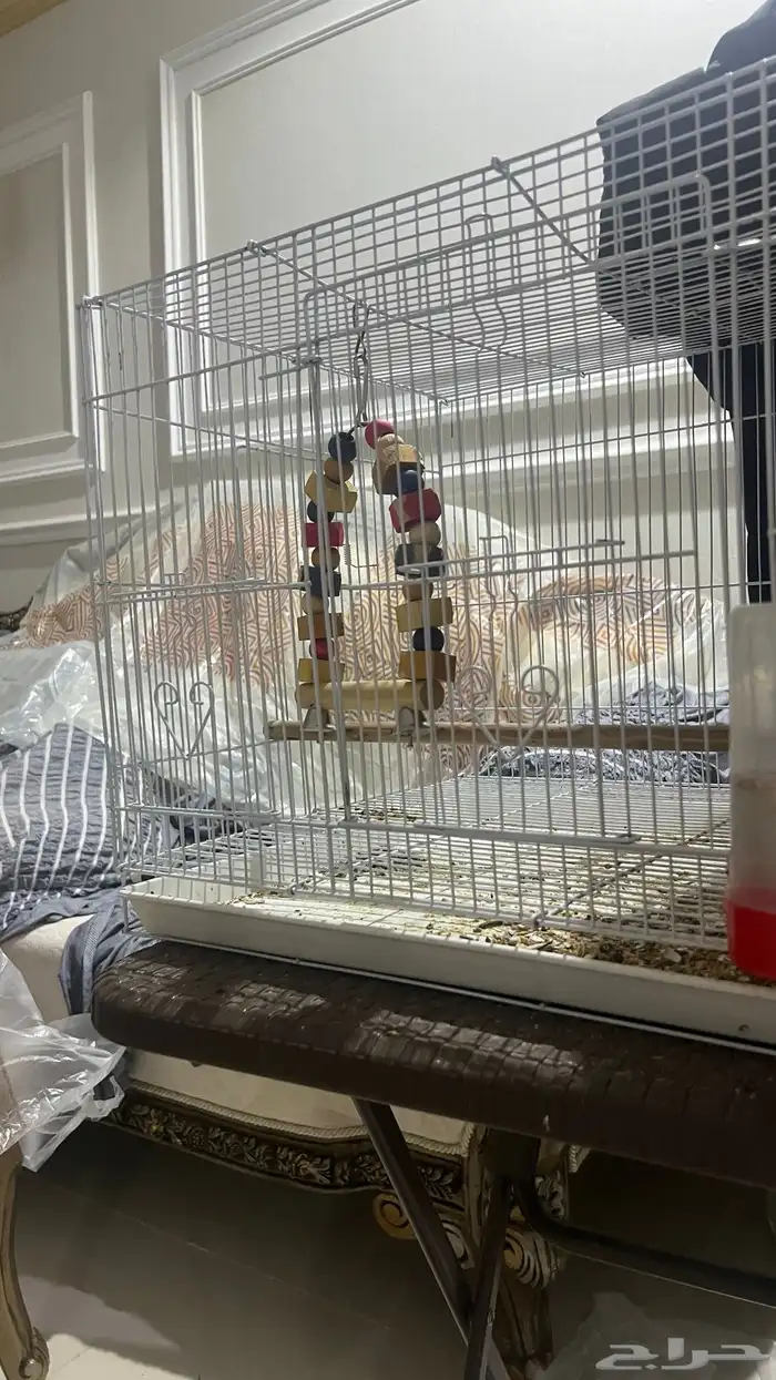 ببغاء كنيور اناناس وقفصين 4