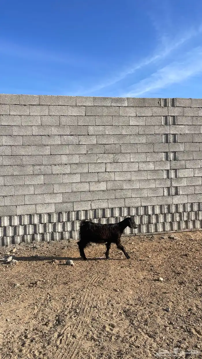 جفره ذبيحه جذعه 1