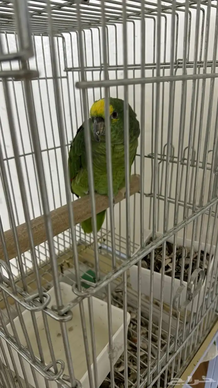 بغبغاء امزوني 2