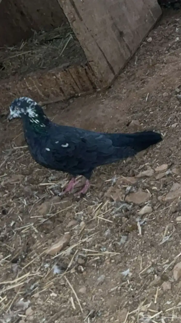 ذكر قطيفي خرش 2