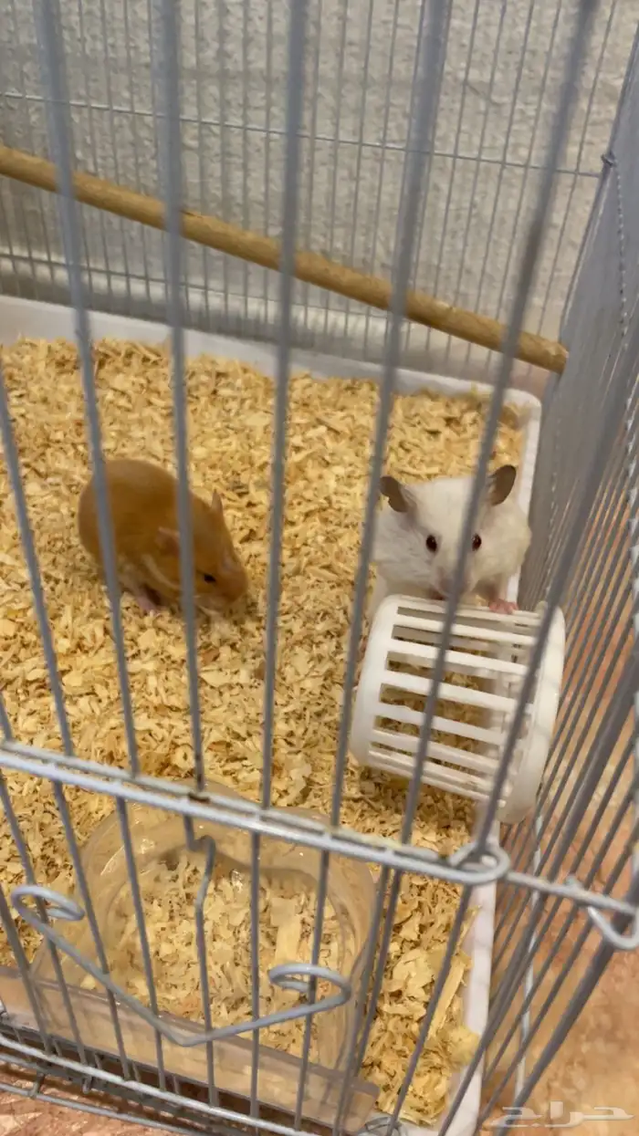 زوج هامستر نوع سوري عمر صغير 3