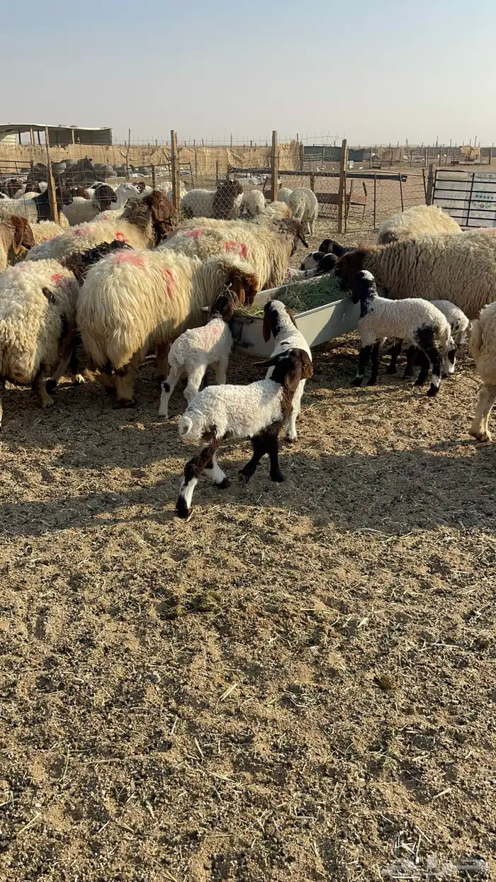 للبيع غنم نعيم مطافيل 1