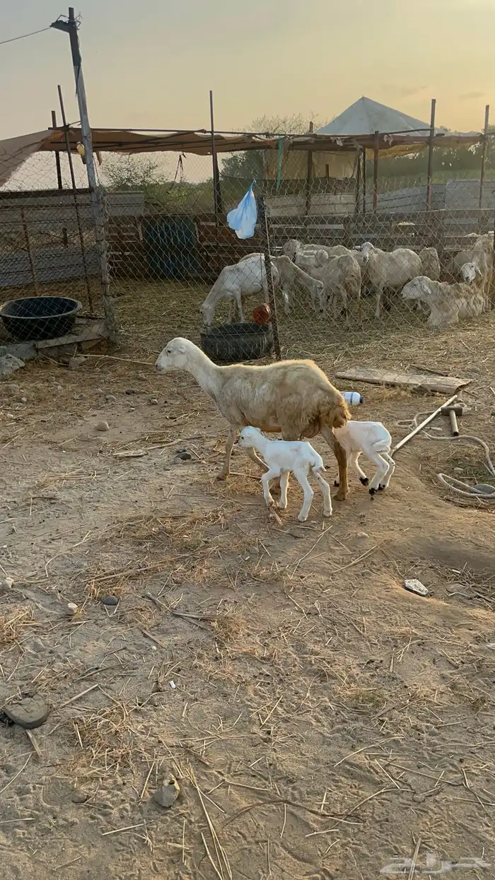 نعجه منتوج متاومه 5