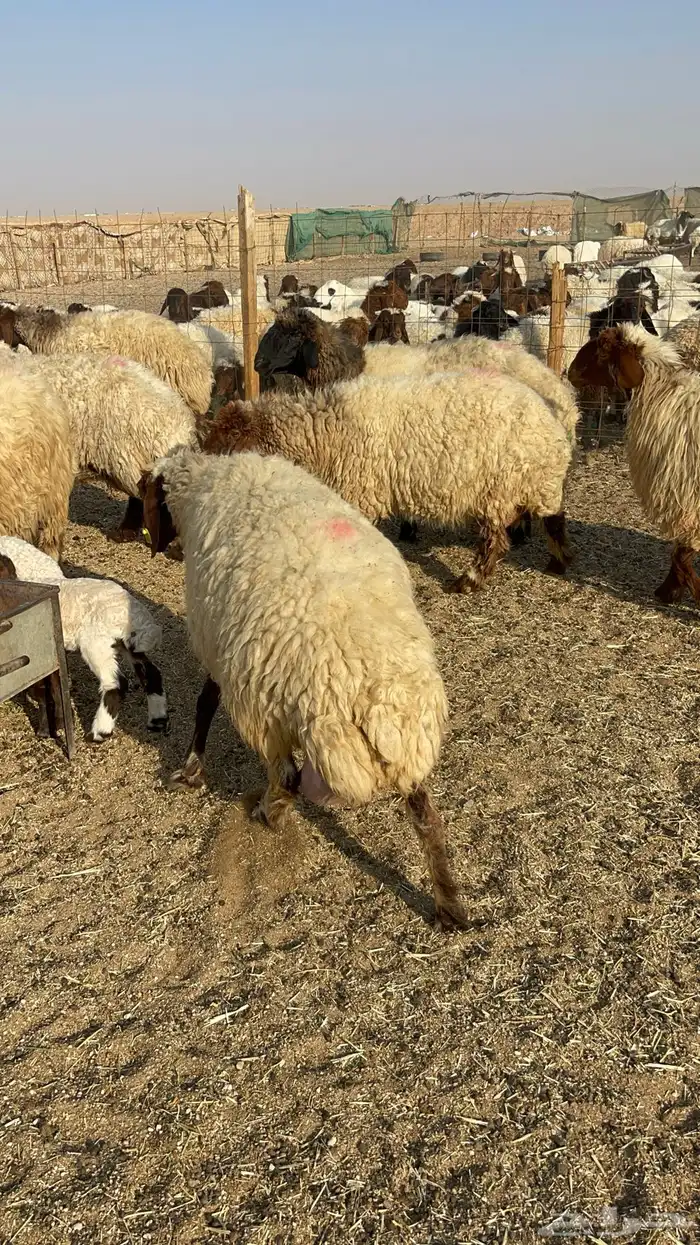 للبيع غنم نعيم مطافيل 6