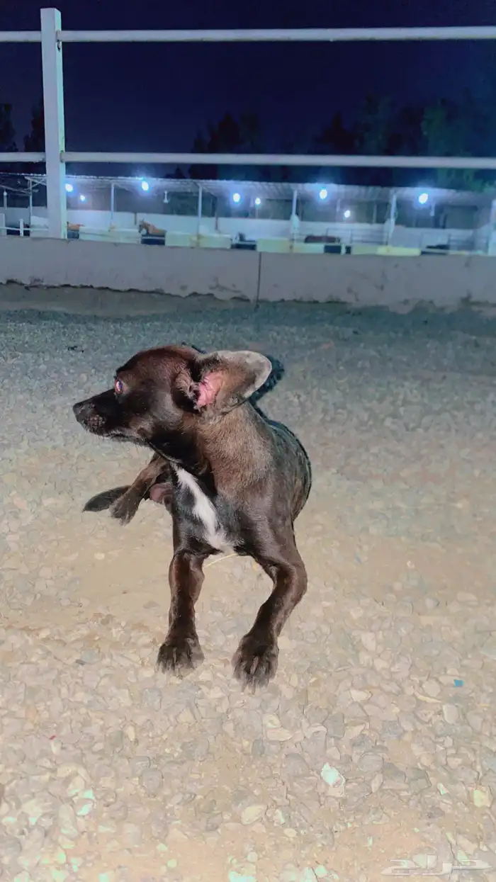 كلب شيواوا قزم جدا 4