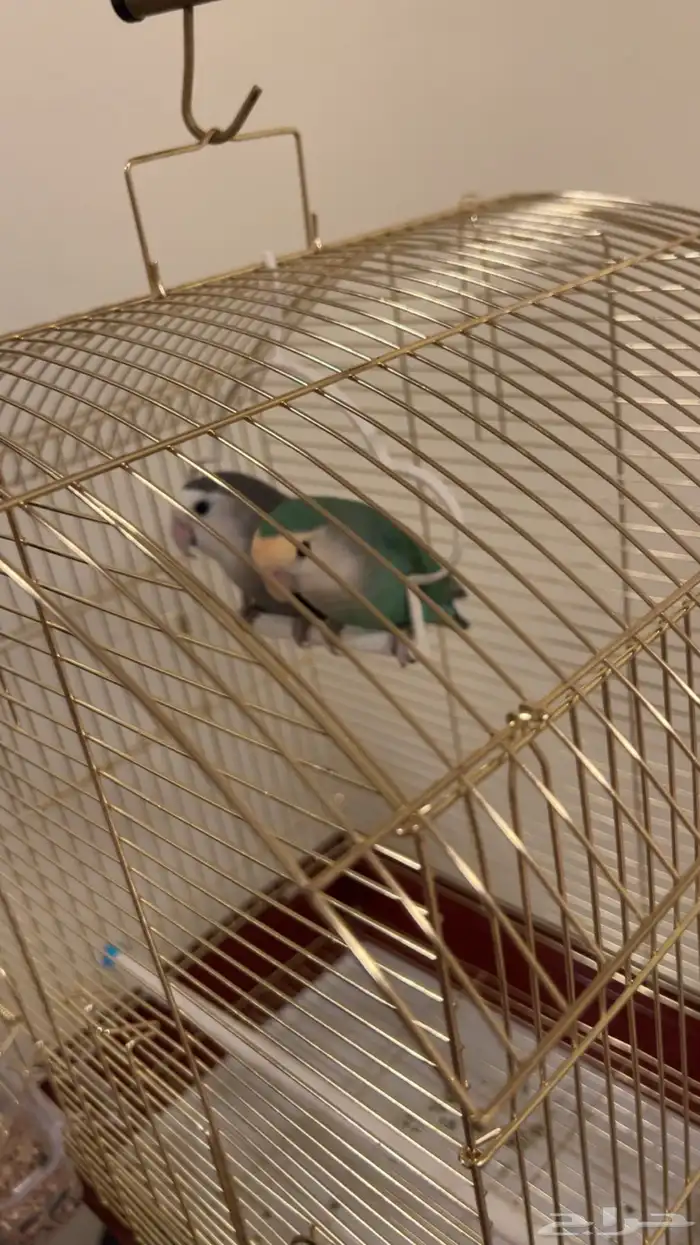 طيور روز زوج للبيع 1