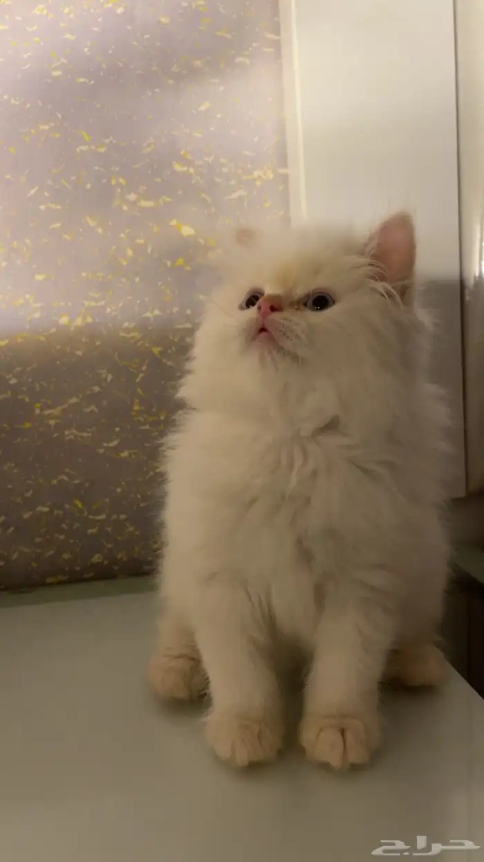 قطه للبيع 0