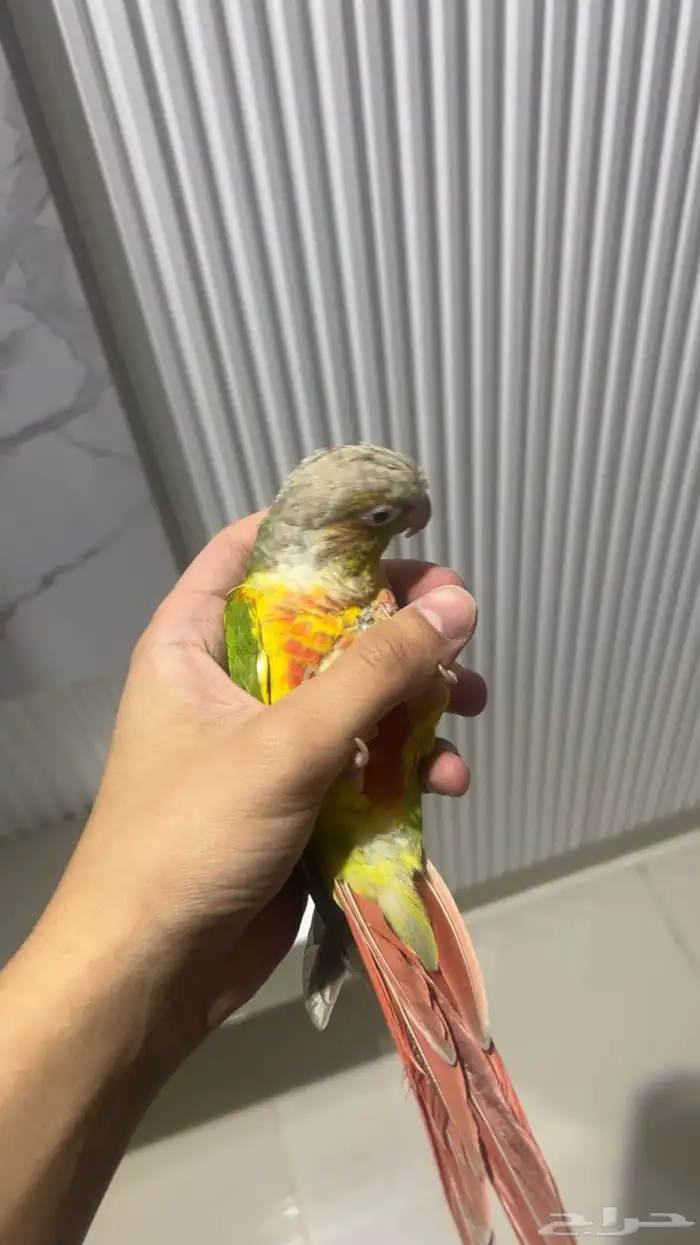 ببغاء كنيور اناناس وقفصين 1