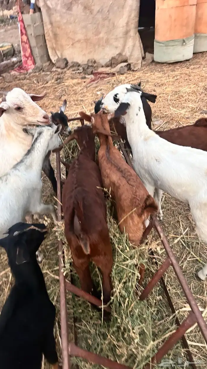 بهم بلدي تربيه 0