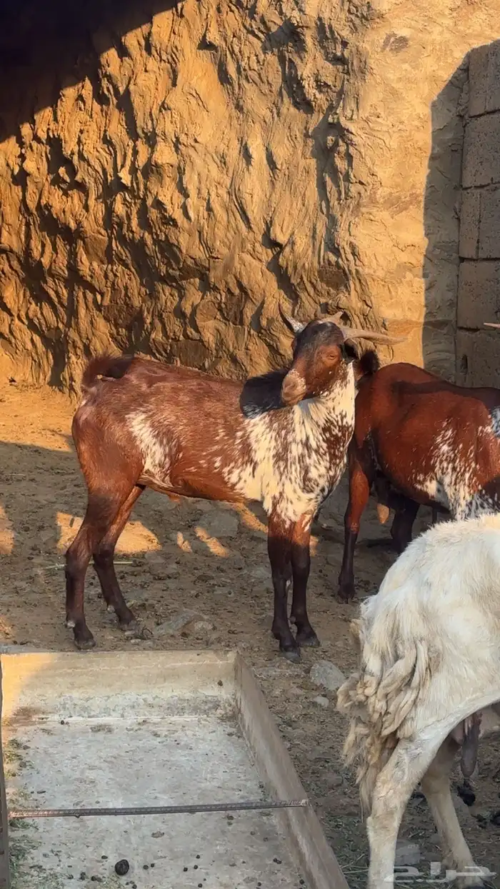 تيس فحل اوشح 1