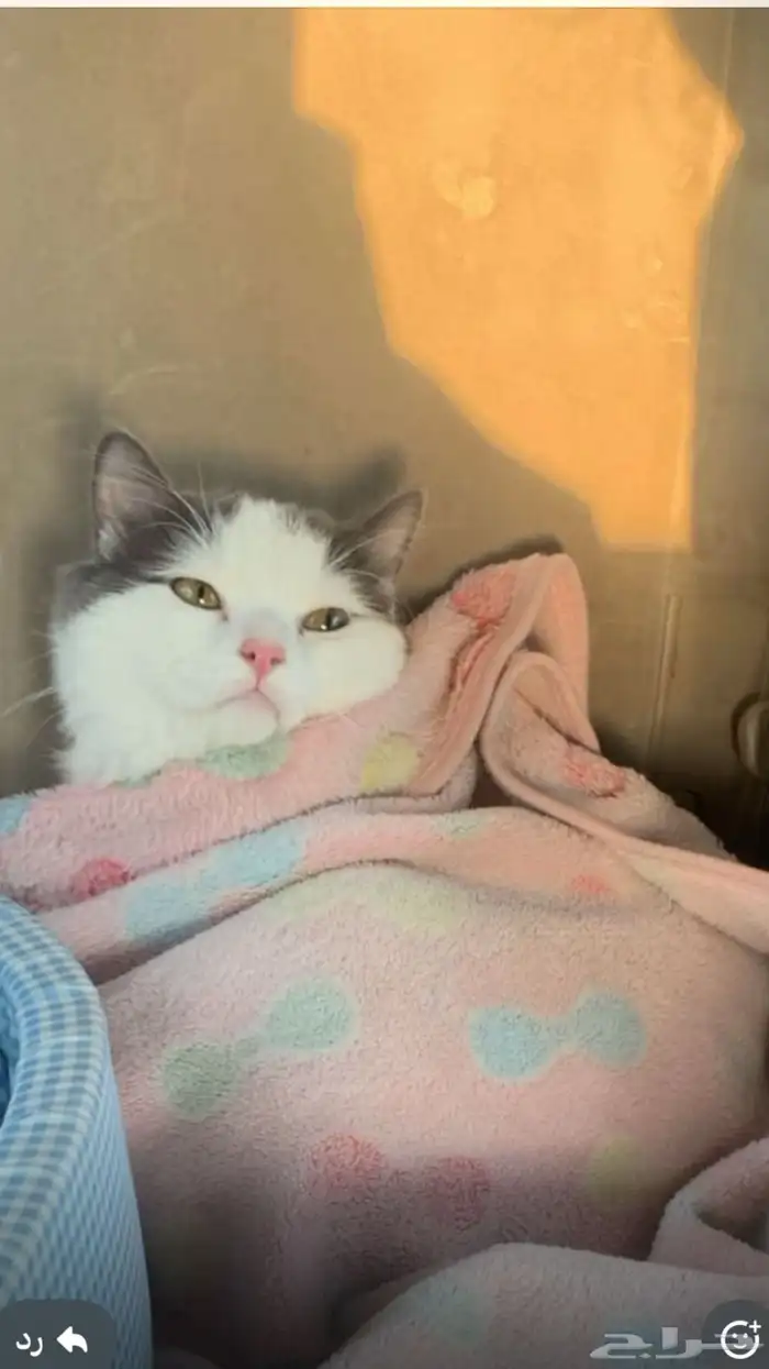 قط ذكر للتزاوج 0