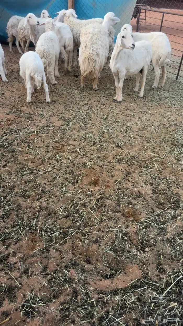 حريات دفيع ورغايث 1