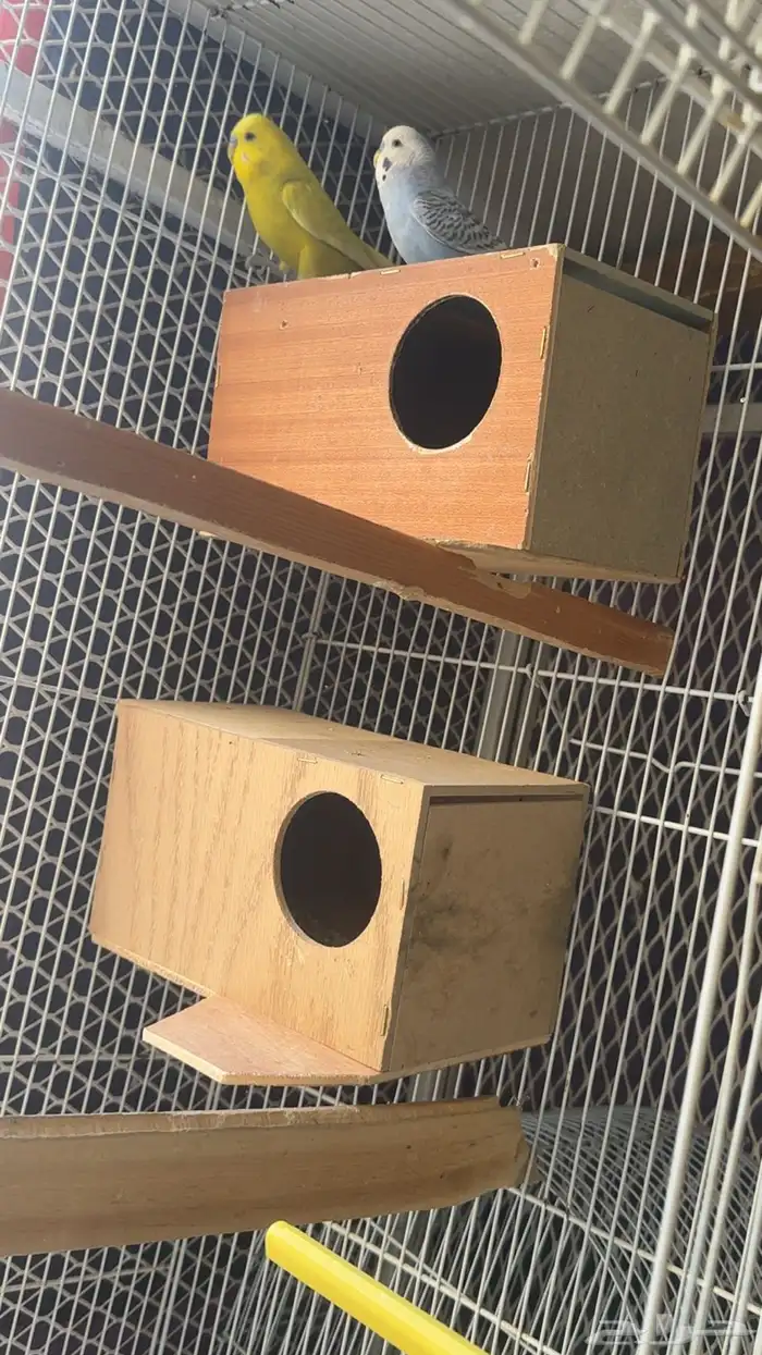 زوجين طيور الحب منتجه للبيع 4