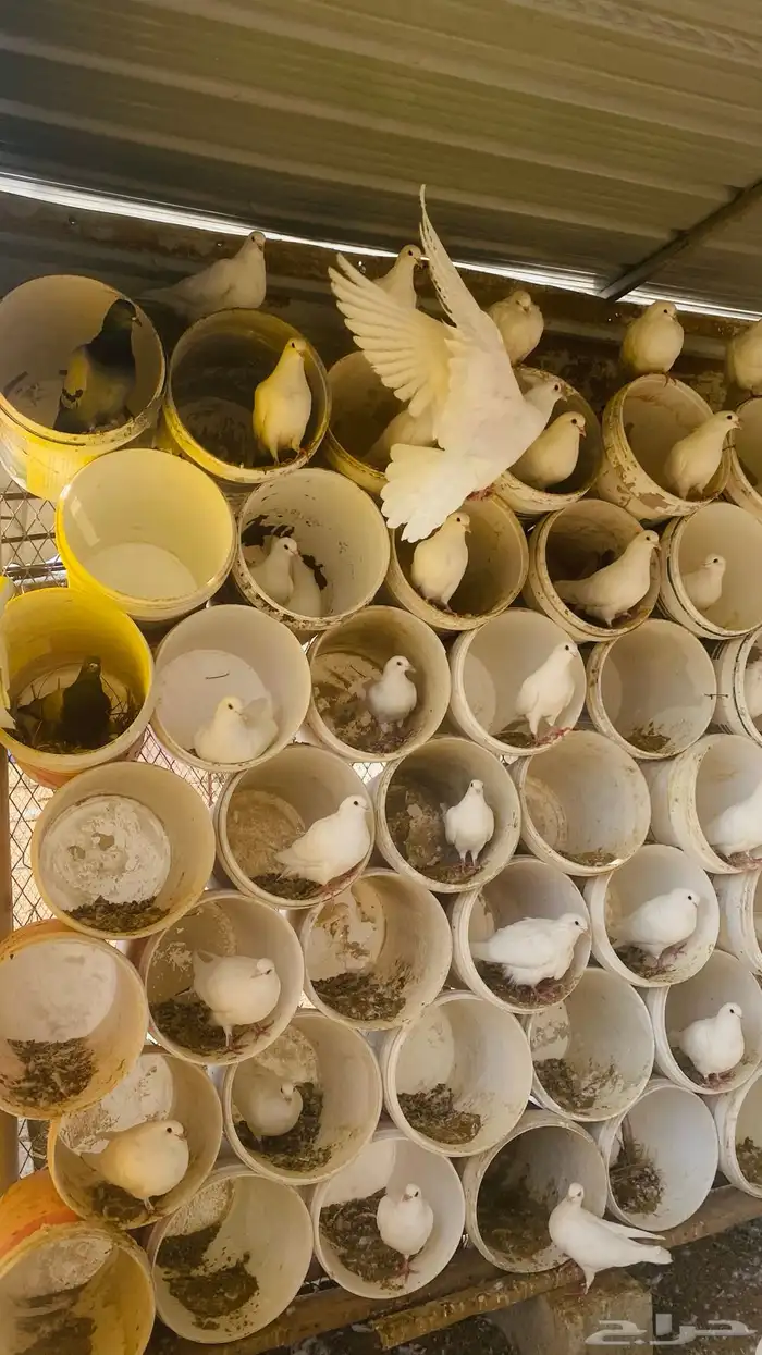 حمام فرنسي متوالف الأغلب نظيف ومطعم 1