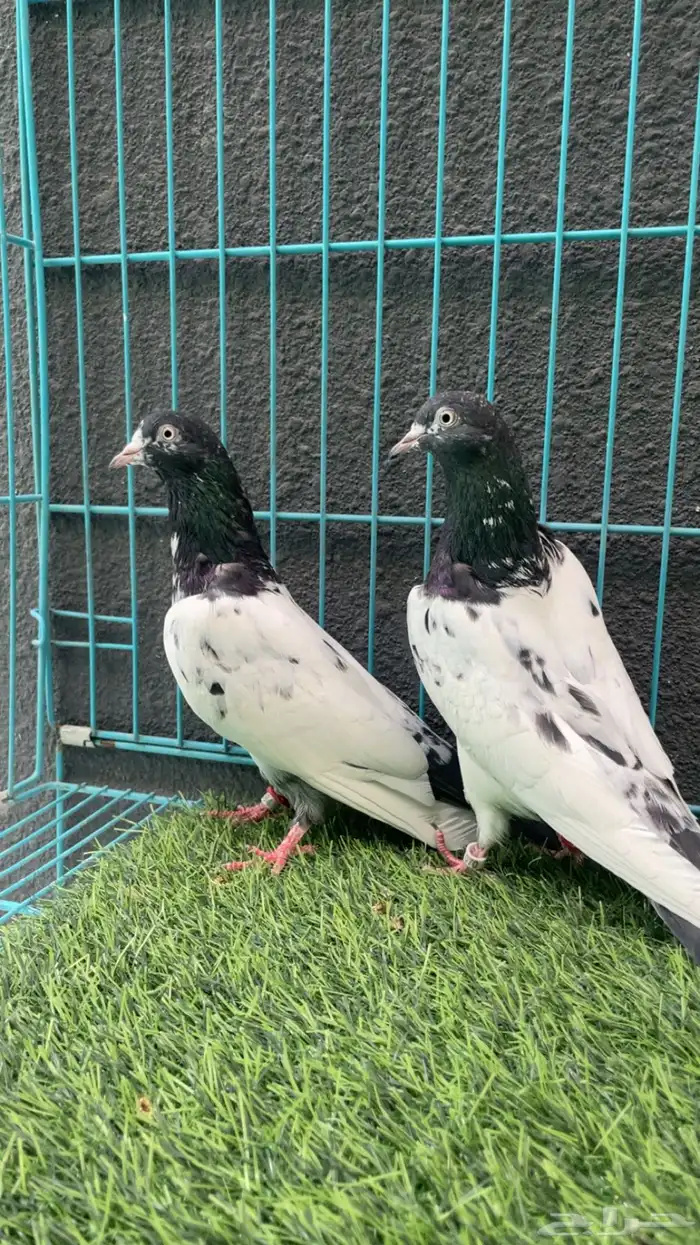 حمام باكستاني 2