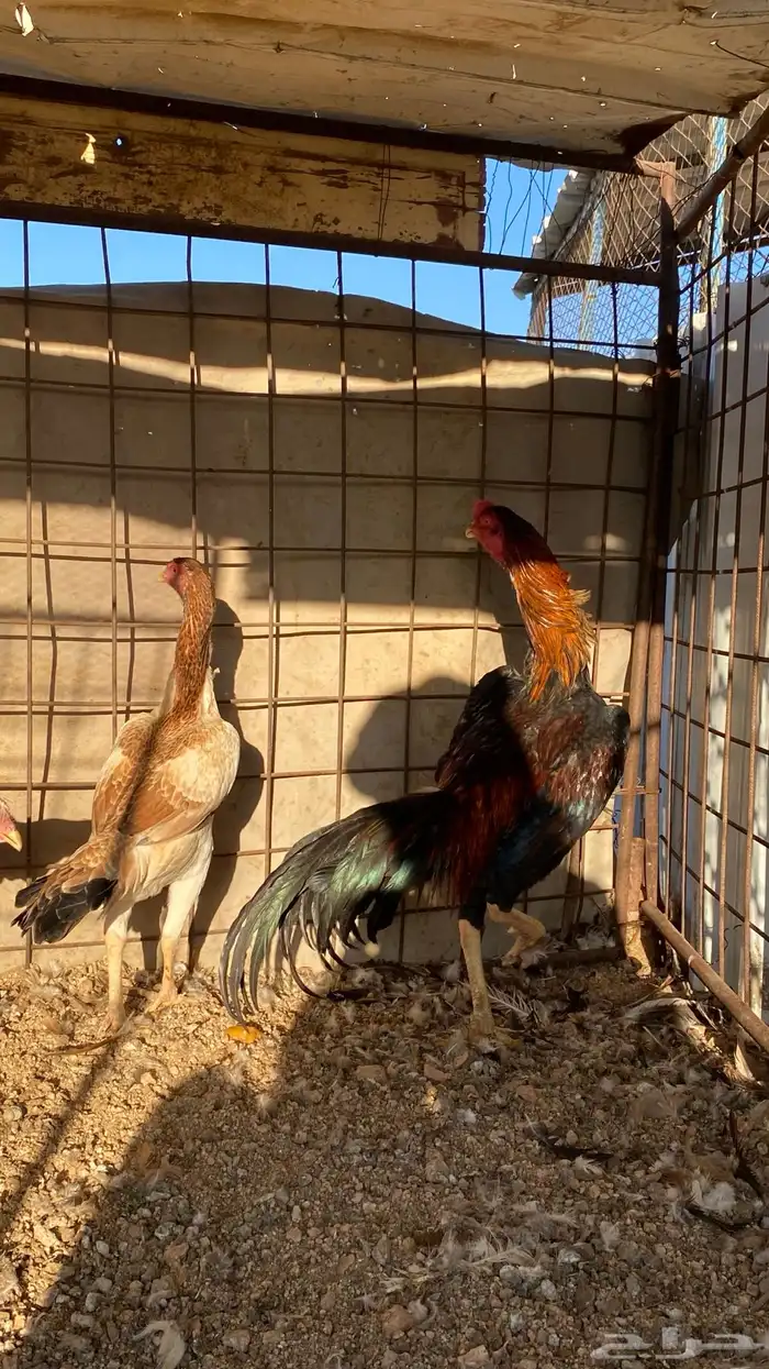 ديك ودجاجه شامو ياباني 2