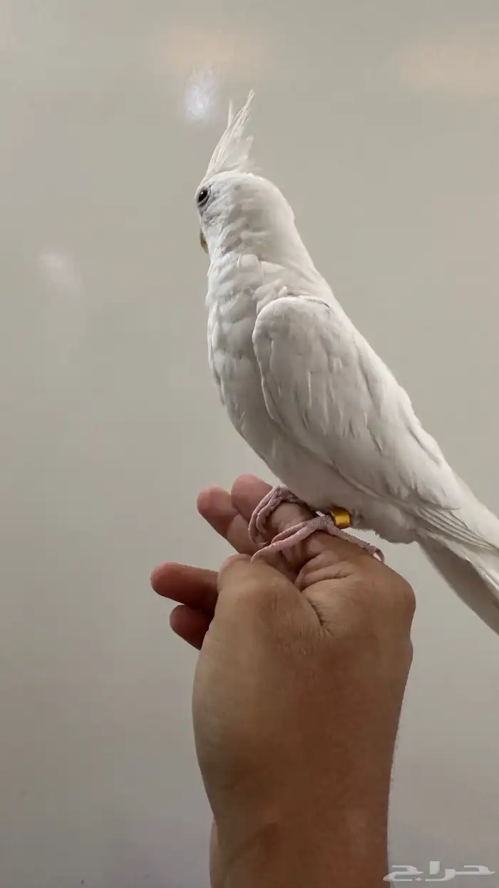 كروان هدد داخلي وبدايات خارجي بينو السوم 350 والبيع قريب 1